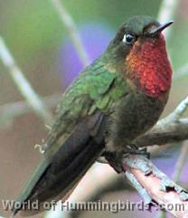 Hummingbird Garden Catalog: Orange-Throated Sunangel